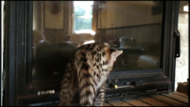 Котёнок Саванна F1 мальчик. смотреть онлайн