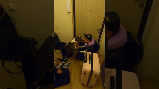 Амстафф 11 месяцев | Приехали родители🤗 | Стаффорд | Amstaff 11 Months | Staffy