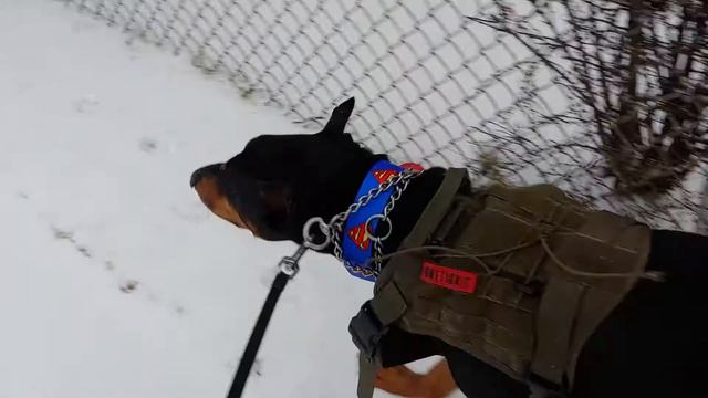 A taste of Dobermans first walk in snow with his new Superman color смотреть онлайн