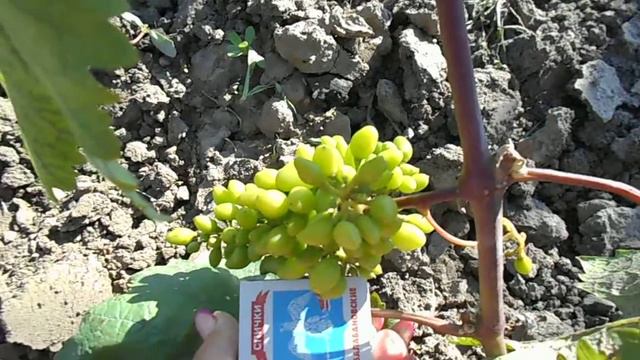 Галахад(годовалый куст) на13.06.2016 смотреть онлайн