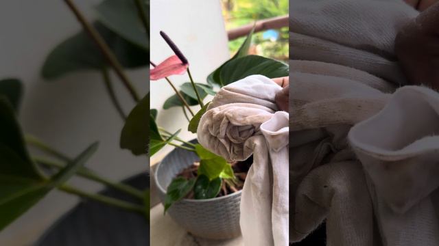 Anthurium Cleaning ❤️ How to Clean Anthurium Easily Wayanadan Touch Garden смотреть онлайн
