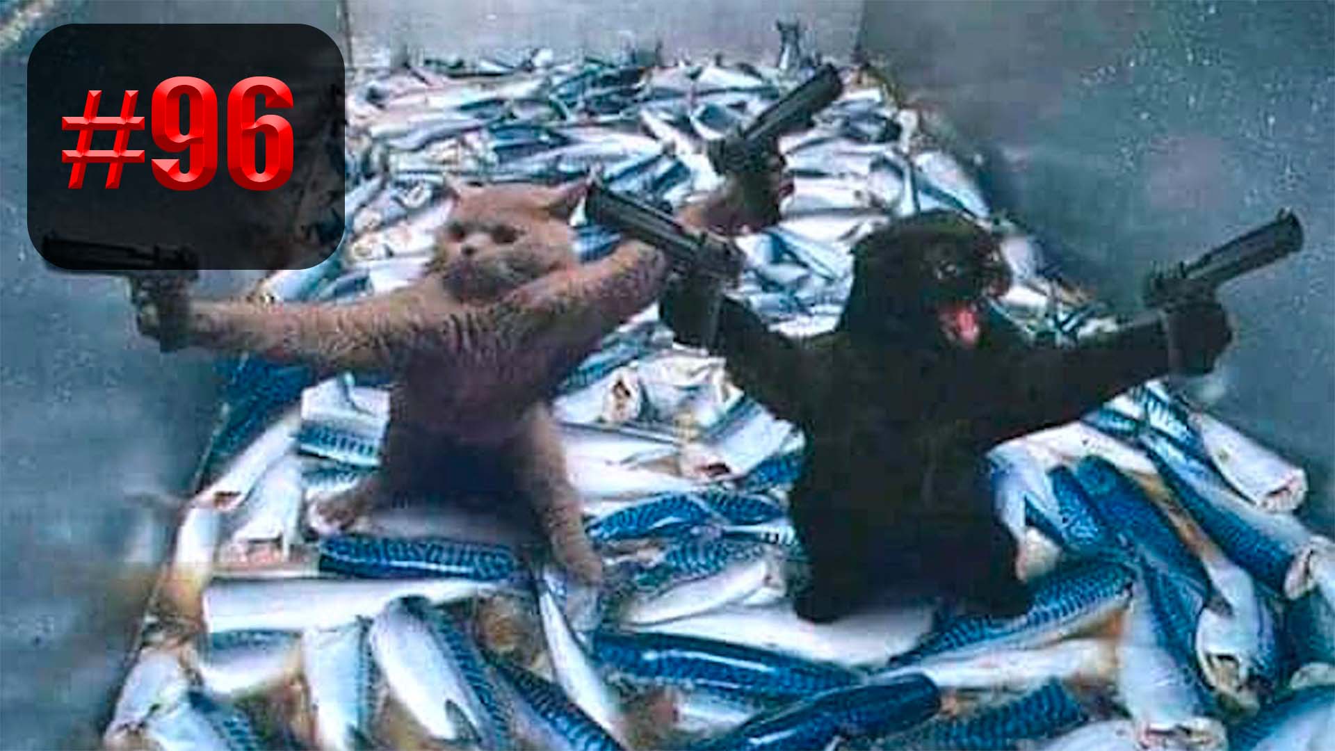 ?? | Best cat compilation приколы лучшие до слез ?? 2022 Funny cute cats compilation #96 смотреть онлайн