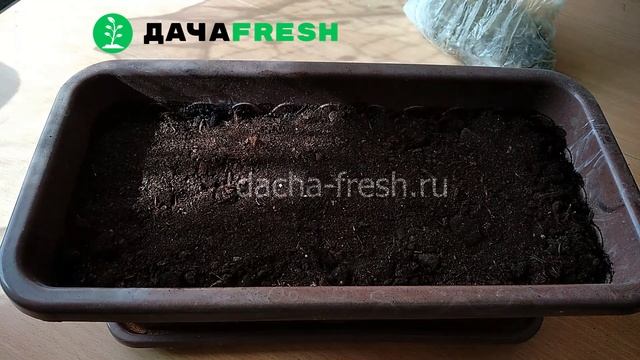 Бархатцы сеем, пикируем. смотреть онлайн