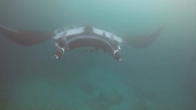 Giant Manta Ray Tangled In Fishing Line asking us For Help! смотреть онлайн