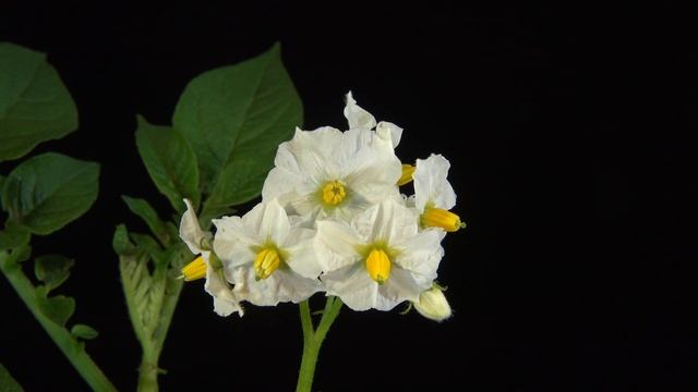 Solanum tuberosum, Blühende Kartoffel, Blooming potato, Papas floreciendo, 4K смотреть онлайн
