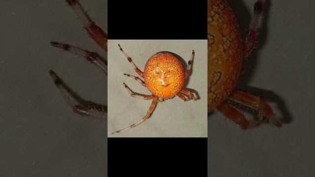 А знал ли ты что человек съедает около 7 пауков за свою жизнь смотреть онлайн