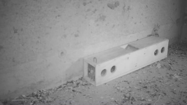 Catching 4 Mice with a usual mouse trap. Mousetrap Monday смотреть онлайн