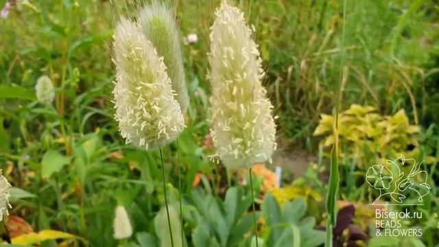 Лагурус или зайцехвост / Lagurus or haretail смотреть онлайн