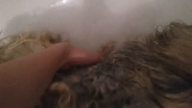 Купание пекинеса. смотреть онлайн
