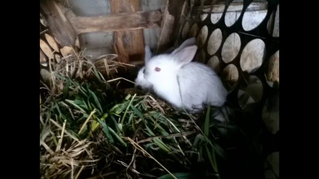 Какая живность первая появилась в нашем хозяйстве? Калифорнийские кролики: с рождения до 2 месяцев? смотреть онлайн
