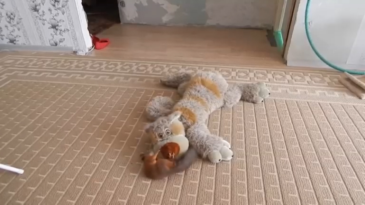 Белка против мягкой игрушки смотреть онлайн