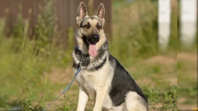 Доберман против Восточно европейской овчарки - Animals Battle смотреть онлайн