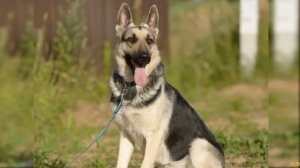 Доберман против Восточно европейской овчарки - Animals Battle