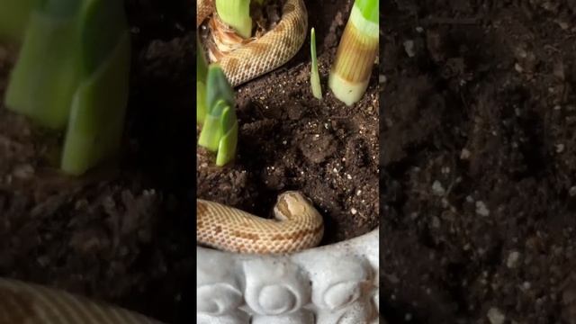 Завели б такого? #уж #змея #рептилии смотреть онлайн