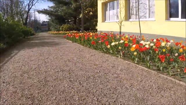 Tulipánok felszedése elvirágzás után tavasszal смотреть онлайн