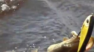 Рыбалка на джеркбейт. Ловля щуки