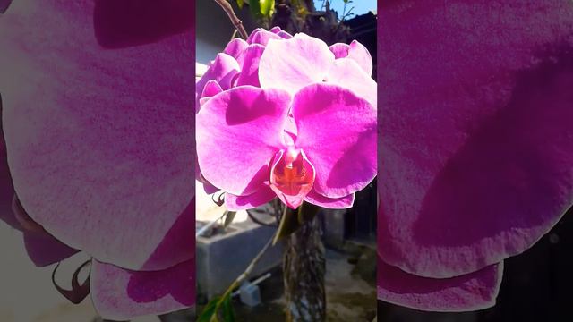 Phalaenopsis hybrid смотреть онлайн