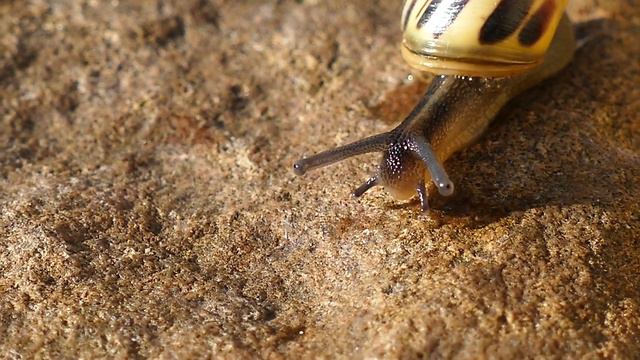 RELAX MUSIC #9 ANIMALS NATURE РАССЛАБЛЯЮЩАЯ МУЗЫКА ПРИРОДА ЖИВОТНЫЕ 2022 смотреть онлайн