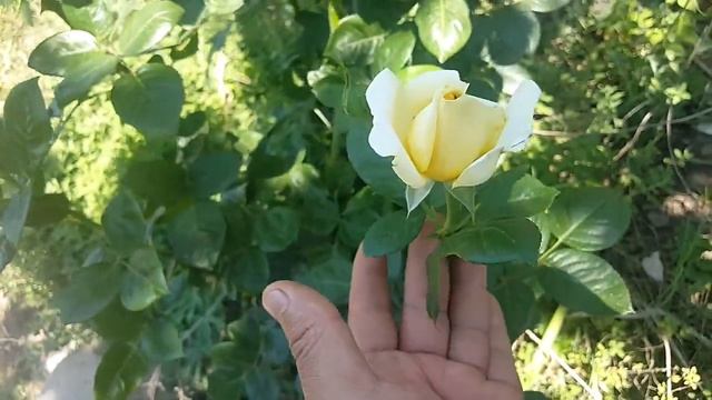 Michelangelo ( MEItelov ) / Meilland 1997 -  Rose - Rosier - Rosa