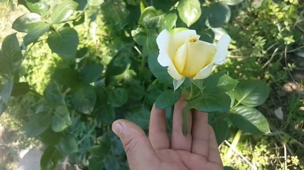 Michelangelo ( MEItelov ) / Meilland 1997 - rose - rosier - rosa