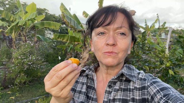 Cumquat Nagami Citrus Japonica Kumquat - My Subtropical Food Forest Plants At Permaculture Haven
