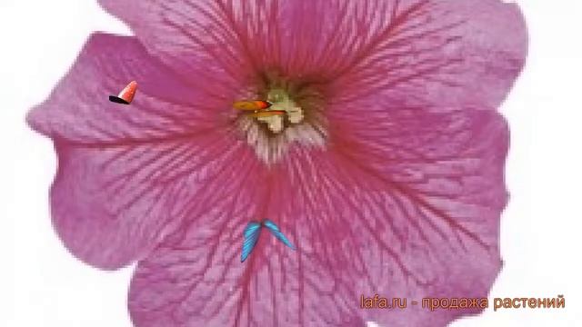 Петуния грандифлора Игл Пинк Вейн (igl pink veyn) ? обзор: как сажать, семена петунии Игл Пинк Вейн смотреть онлайн