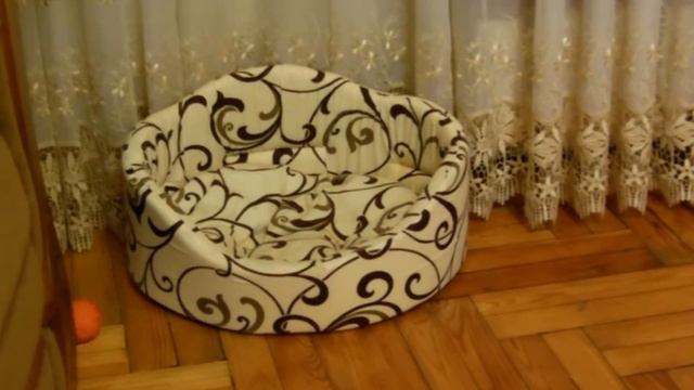 Семейные разборки. Померанские шпицы смотреть онлайн