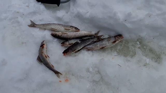 ЗА ХАРИУСОМ НА ТАЁЖНУЮ РЕКУ смотреть онлайн