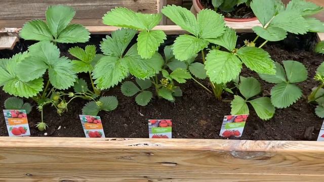 Strawberry Plant in Belgium смотреть онлайн