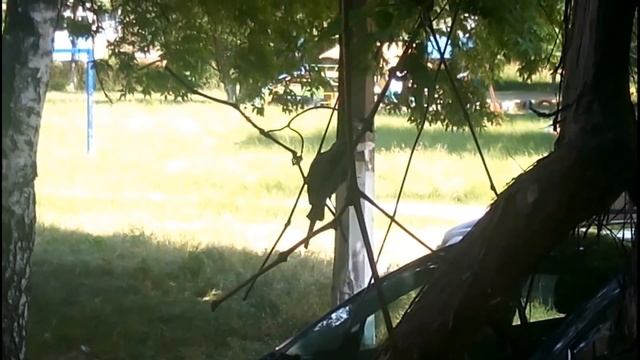 Птичка певунья. Поет днями напролет. смотреть онлайн