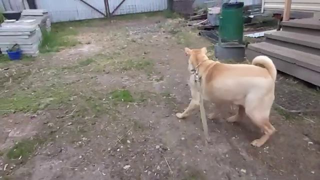 #Шарпей и #Метис Шарпея- #брат и #сестра #Sharpei and #Metis Sharpei- #brother and #sister смотреть онлайн