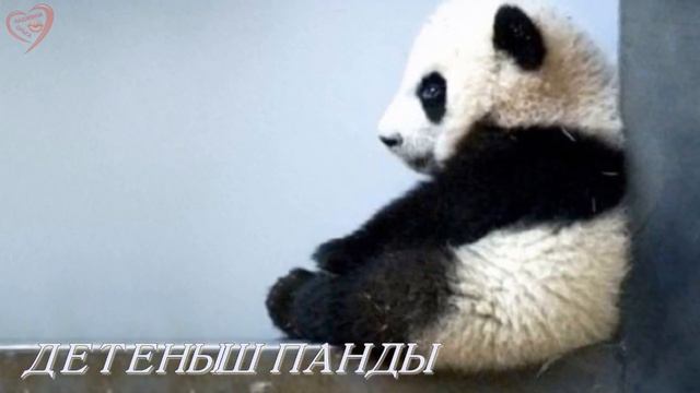 ДО ЧЕГО Ж ОНИ МИЛЫ...мир животных смотреть онлайн