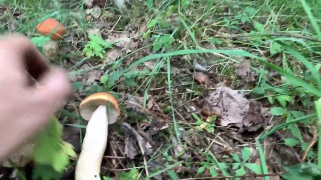 НАШЕСТВИЕ ПОДОСИНОВИКОВ! Грибы не выпускают из леса!