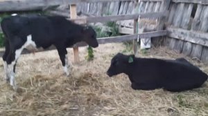 бычки холмогоры от 4 до 6 месяцев продажа 89021269981.вацап вайбер