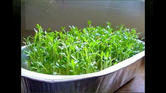 посев семян энотеры, Sowing The Seeds Of Evening Primrose,