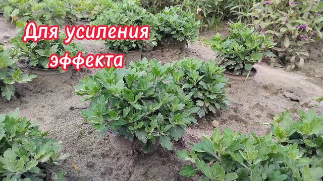 Кальциевая селитра для ускорения роста. смотреть онлайн
