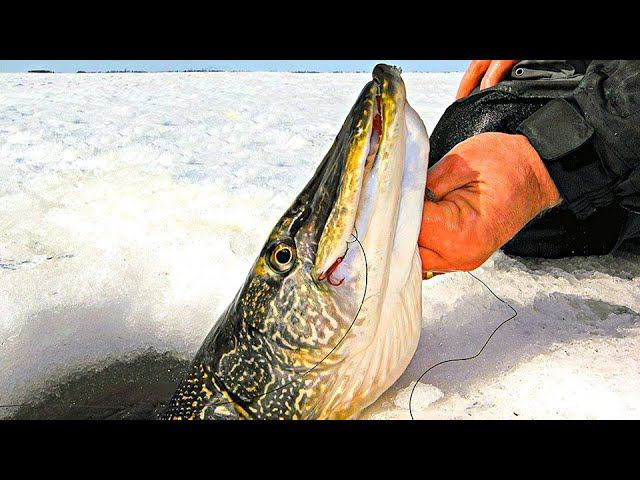 Оставили жерлицы на ночь и НЕ ПРОГАДАЛИ!!! Ловля щуки с Матвеем в коряжнике 12.02.2022 / MAX HUNTER смотреть онлайн