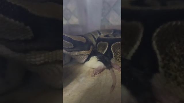 Кормление королевского питона Нормана. смотреть онлайн