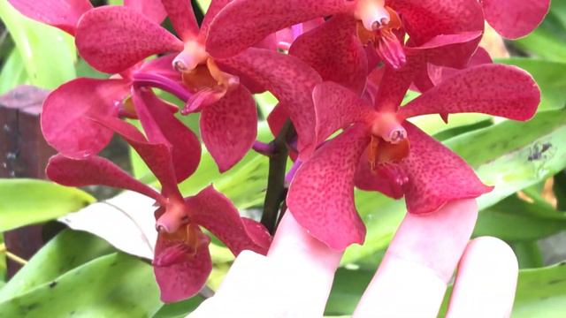 ванды в THAVORN BEACH VILLAGE RESORT смотреть онлайн