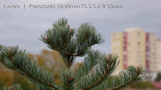 Panasonic G85 Video Autofocus Tutorial