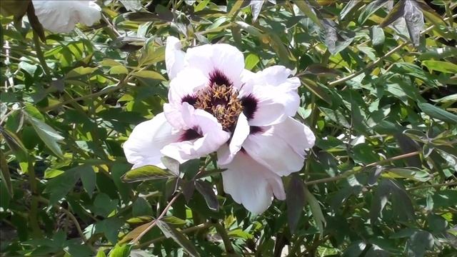 Древовидный пион - цветущий кустарник-долгожитель для сада. Посадка, уход, обрезка, болезни. смотреть онлайн