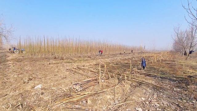 Павловнияни тракторда кучириш жарайони 1 соатда 5000та кучирди ( Павловния м1 ) смотреть онлайн