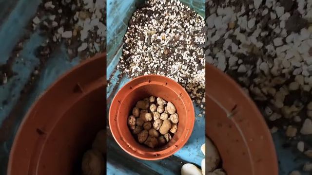 Укоренение кактуса опунция. Грунт для кактусов и суккулентов. #кактусопунция #грунтдлякактусов смотреть онлайн