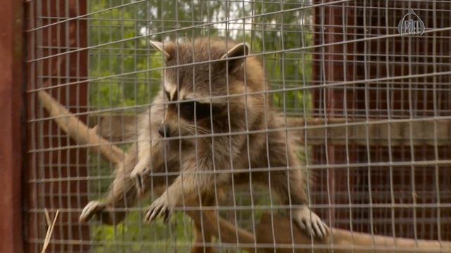 Визит девочек-паломниц в Давидову пустынь смотреть онлайн