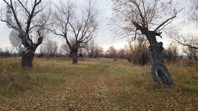 DJI Osmo Pocket + Comica BoomX-D [Ulanzi Anamorphic, RODE VideoMicro] смотреть онлайн