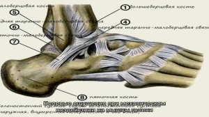 Связки голеностопа и их повреждения