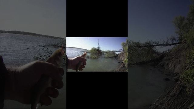 ловля леща на удочку на реке среди коряг смотреть онлайн