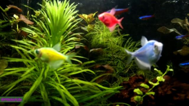 Аквариум 40 литров. Видео-обзор. смотреть онлайн