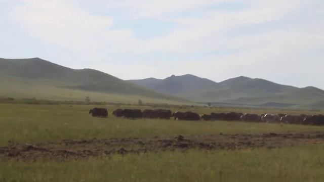 Экскурсия в КФХ "Чинам". Догони яка смотреть онлайн