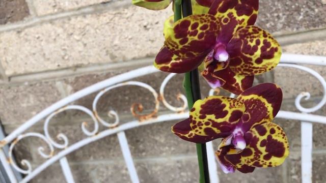 WHAT GIFTS DO DEAR FRIENDS MAKE - AMAZING ORCHID! смотреть онлайн